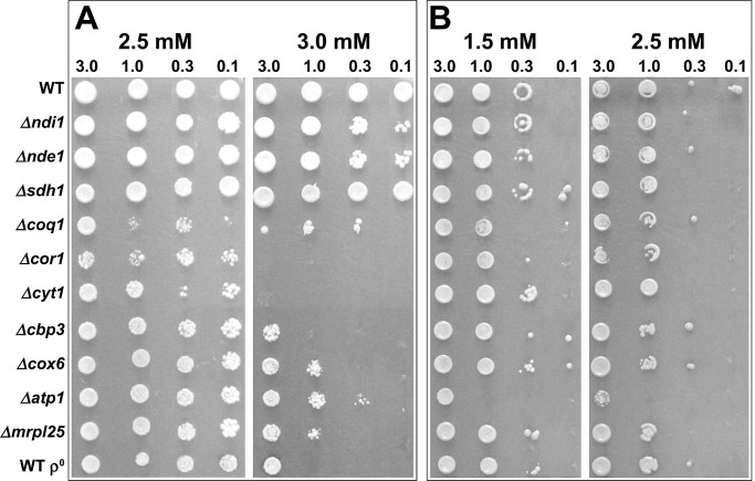 FIGURE 4: