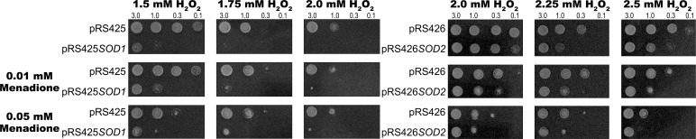 FIGURE 6: