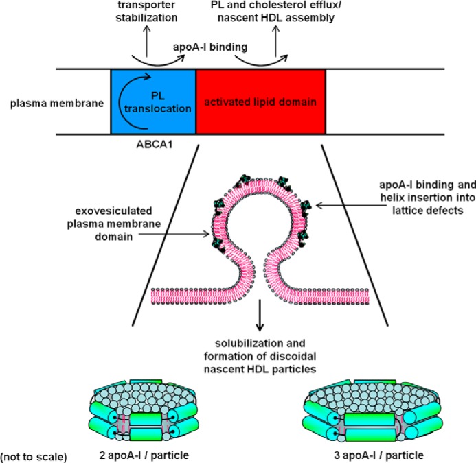 FIGURE 3.