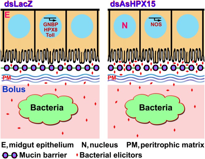 FIGURE 9