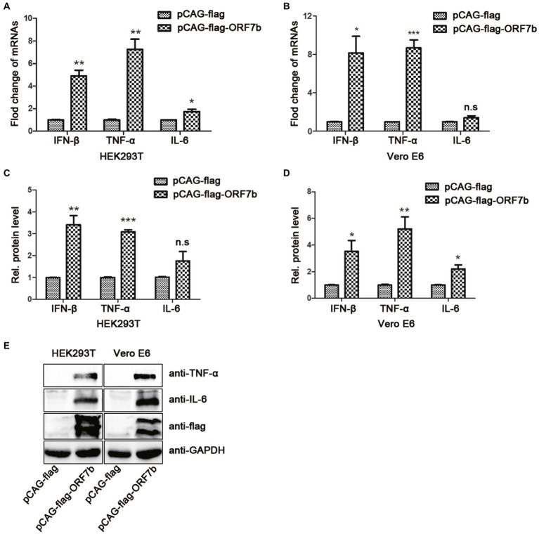 SARS-CoV-2 Accessory Protein ORF7b Mediates Tumor Necrosis Factor-α ...