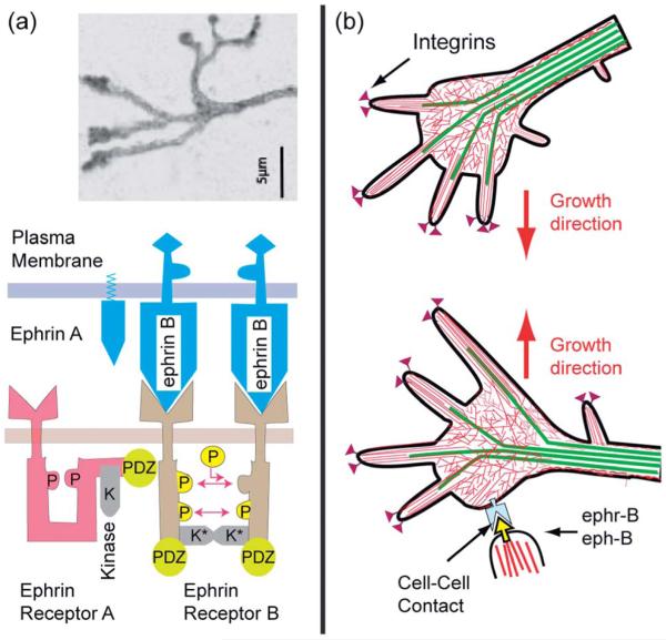 Fig. 15