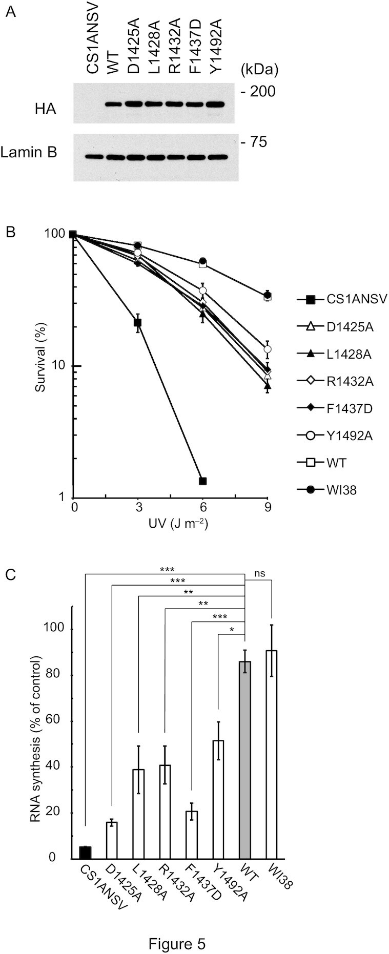 Figure 5.