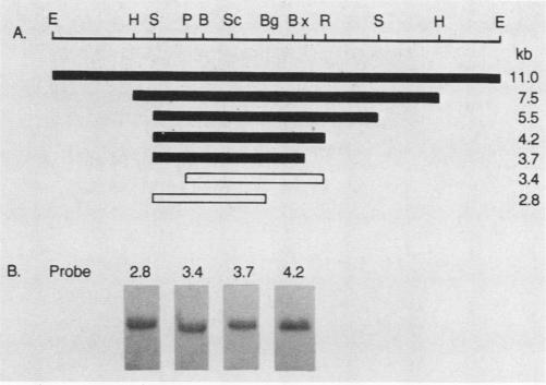 graphic file with name molcellb00046-0193-a.jpg