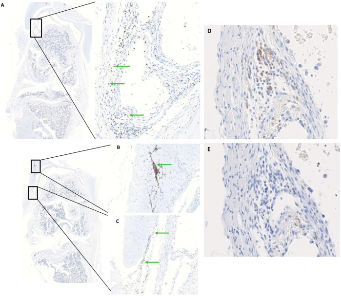 FIGURE 11