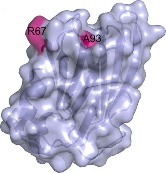 Fig. 5.