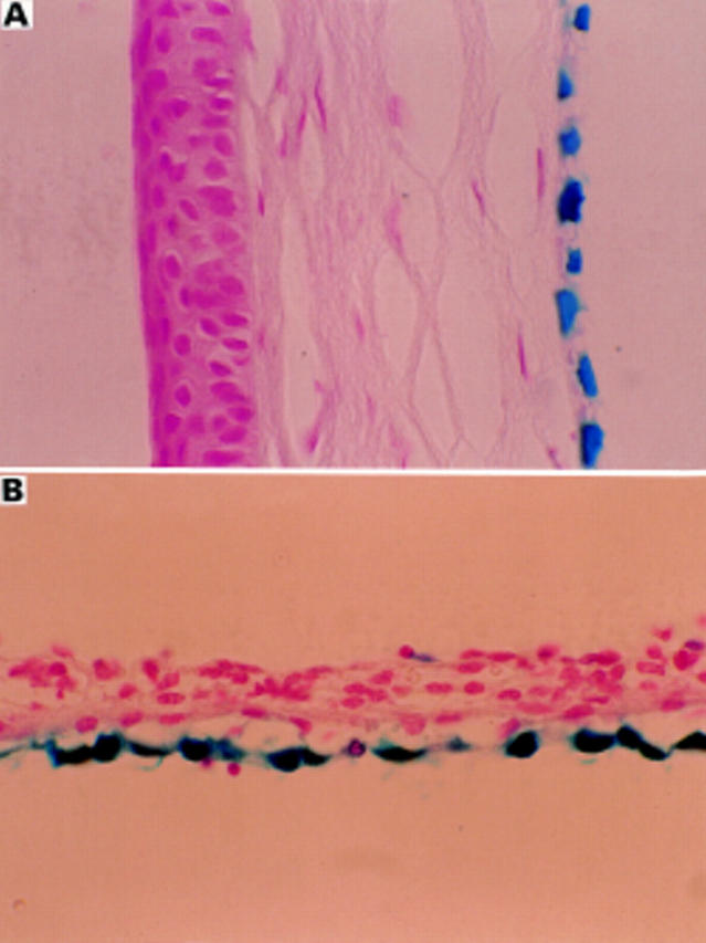 Figure 4  