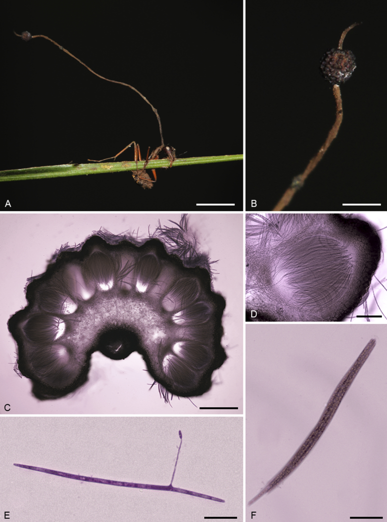 Fig. 3