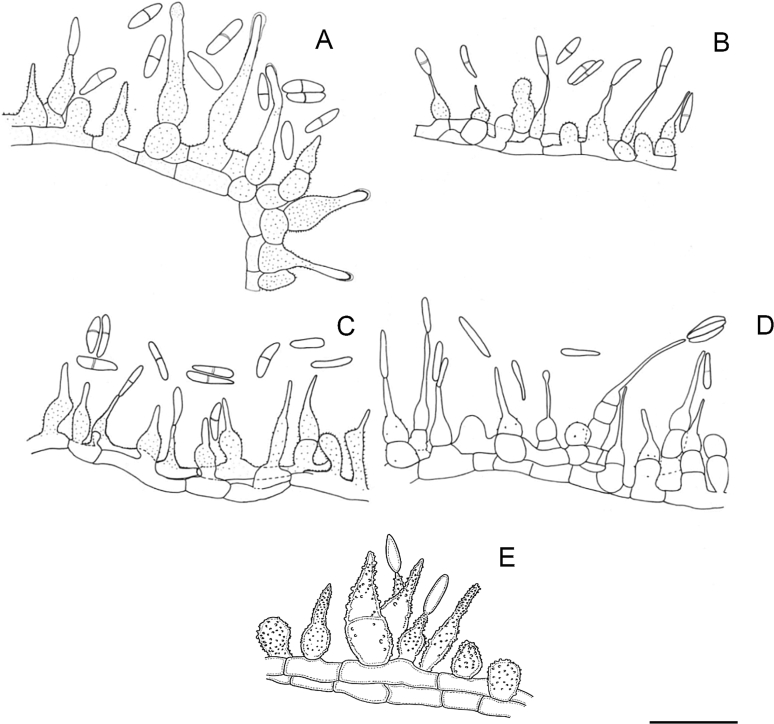 Fig. 20