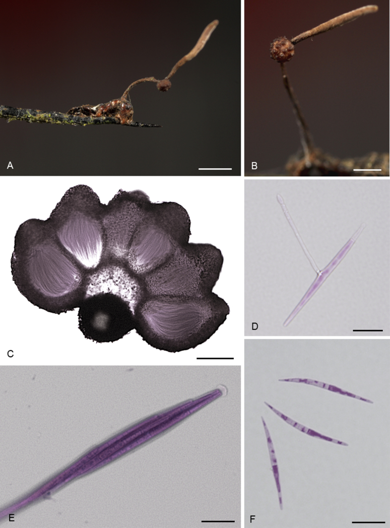 Fig. 10