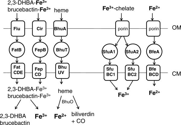 Fig. 1