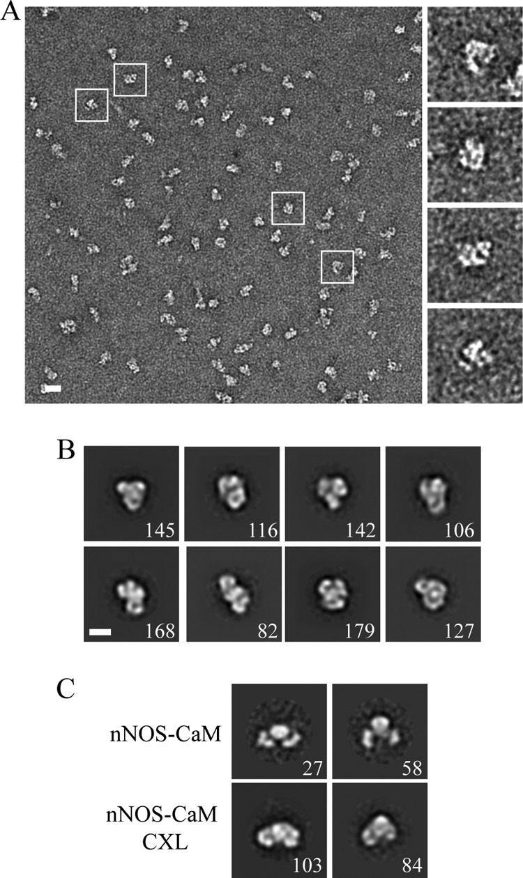 FIGURE 4.