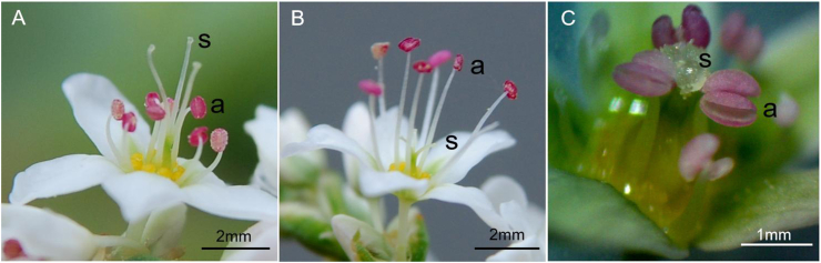 Fig. 1