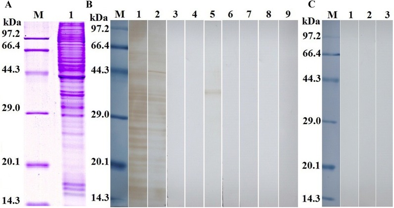 Figure 5