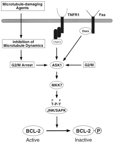 FIG. 7