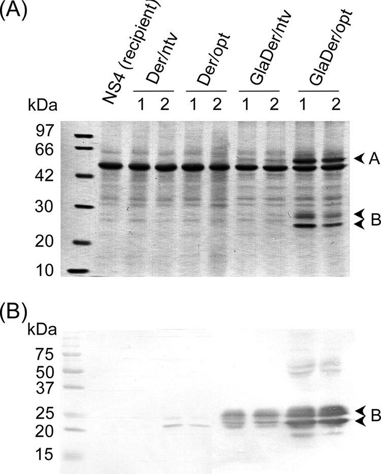 FIG. 1.