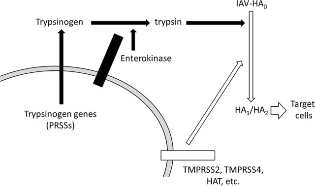 Figure 12