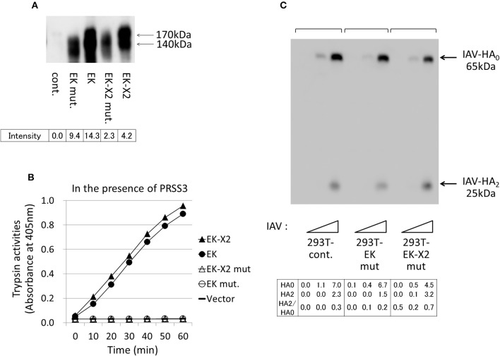 Figure 7