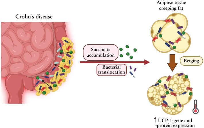 Graphical Abstract