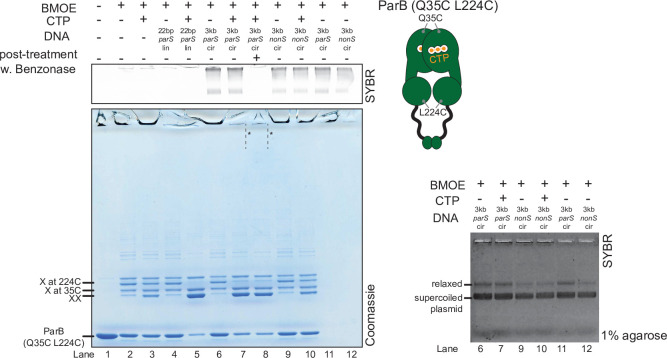 Figure 5—figure supplement 2.