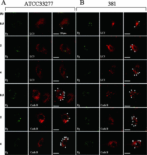 FIG. 2.