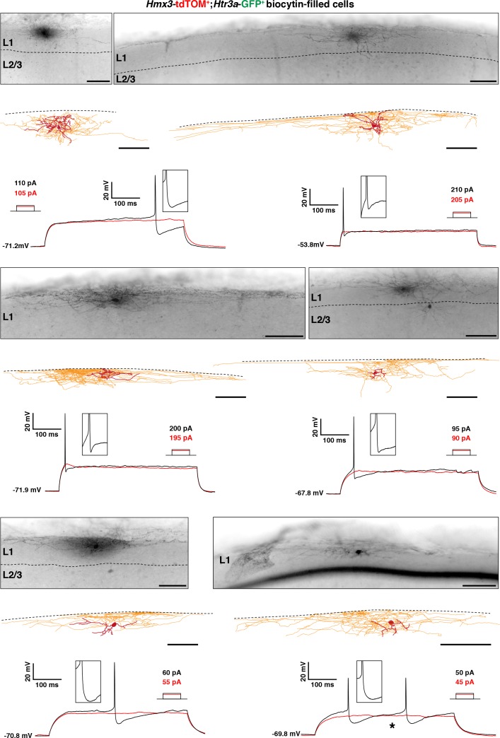 Figure 6—figure supplement 1.