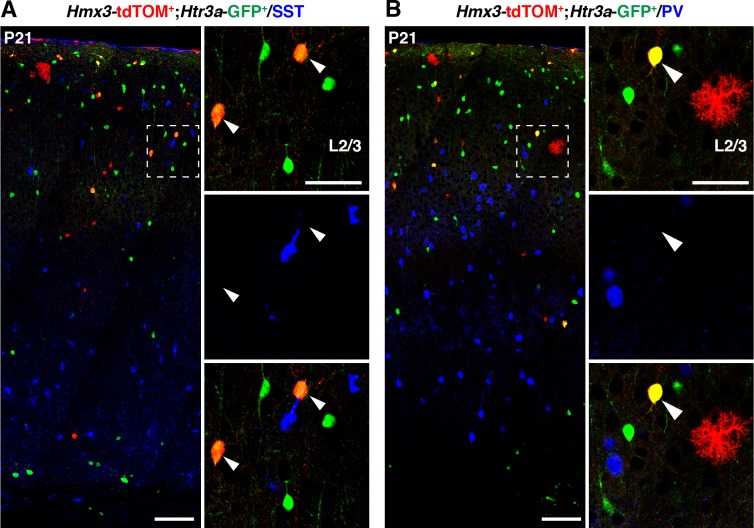 Figure 5—figure supplement 1.