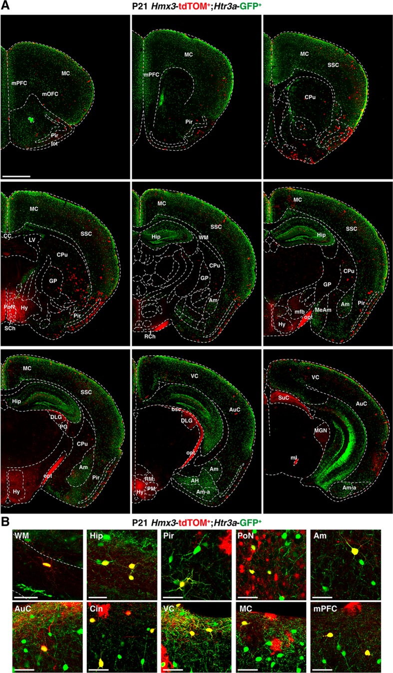 Figure 2—figure supplement 1.