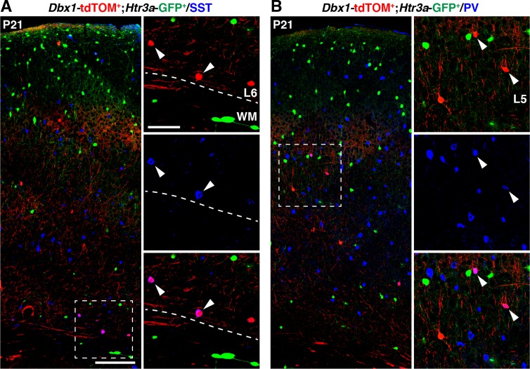 Figure 3—figure supplement 1.