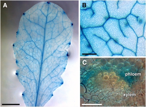 Figure 3.