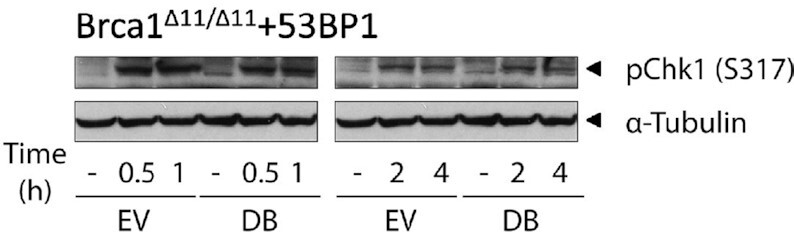 graphic file with name gkac126fig4d.jpg