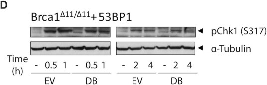 graphic file with name gkac126fig4.jpg