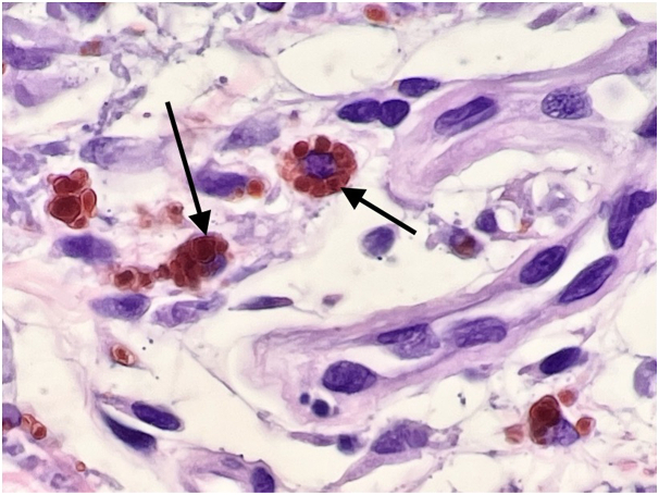 Fig 7