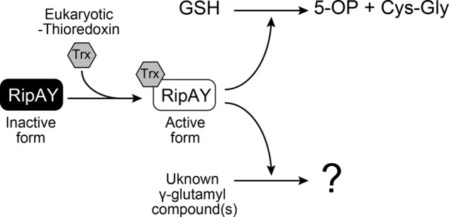 FIGURE 10.