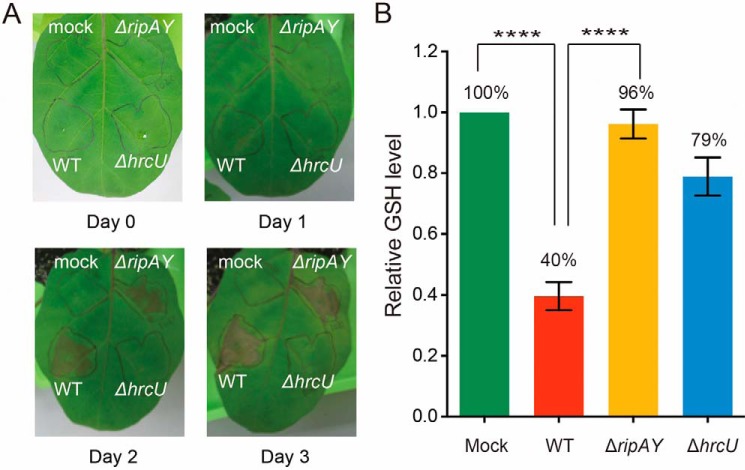 FIGURE 4.