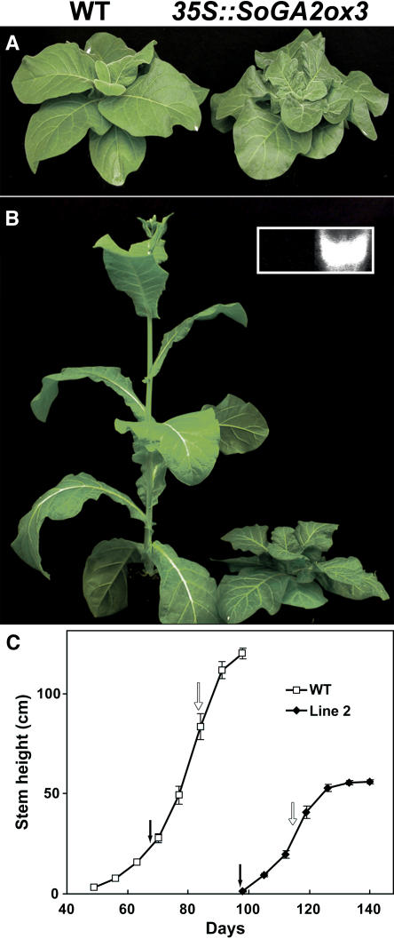 Figure 5.