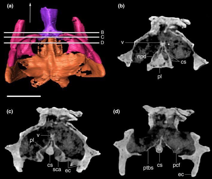 FIGURE 37