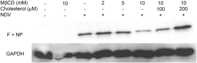 Fig. 5