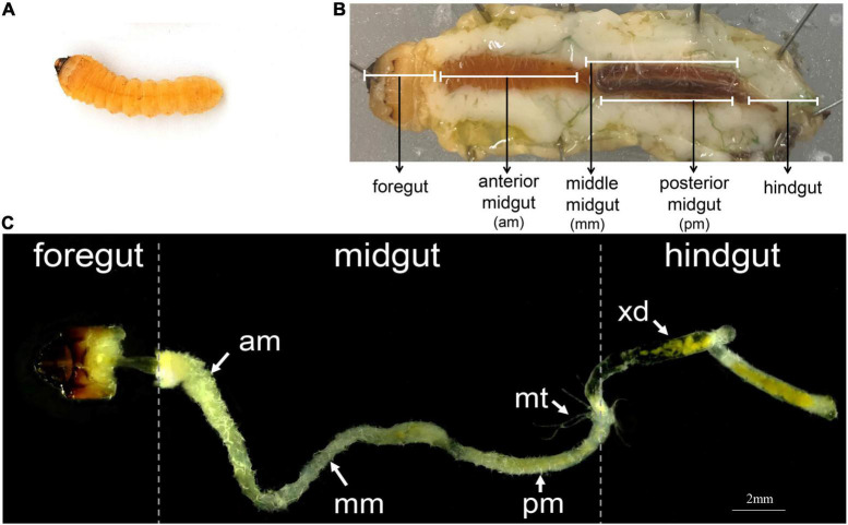 FIGURE 1