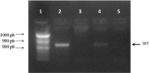 Fig. 5: