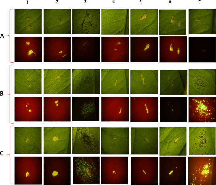 Fig 2