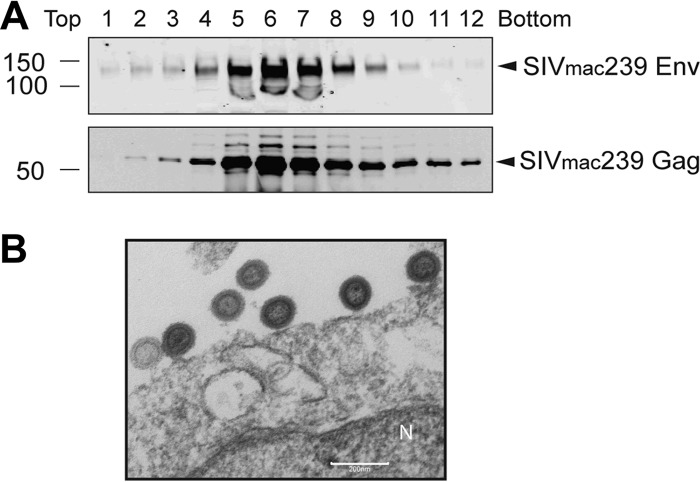 FIG 1