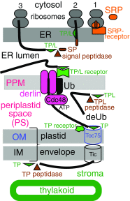 Fig. 4