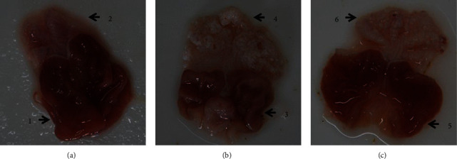 Figure 6