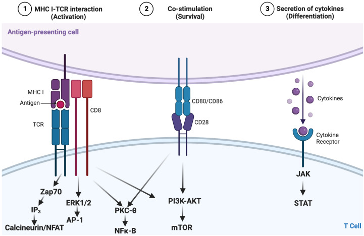 Figure 1