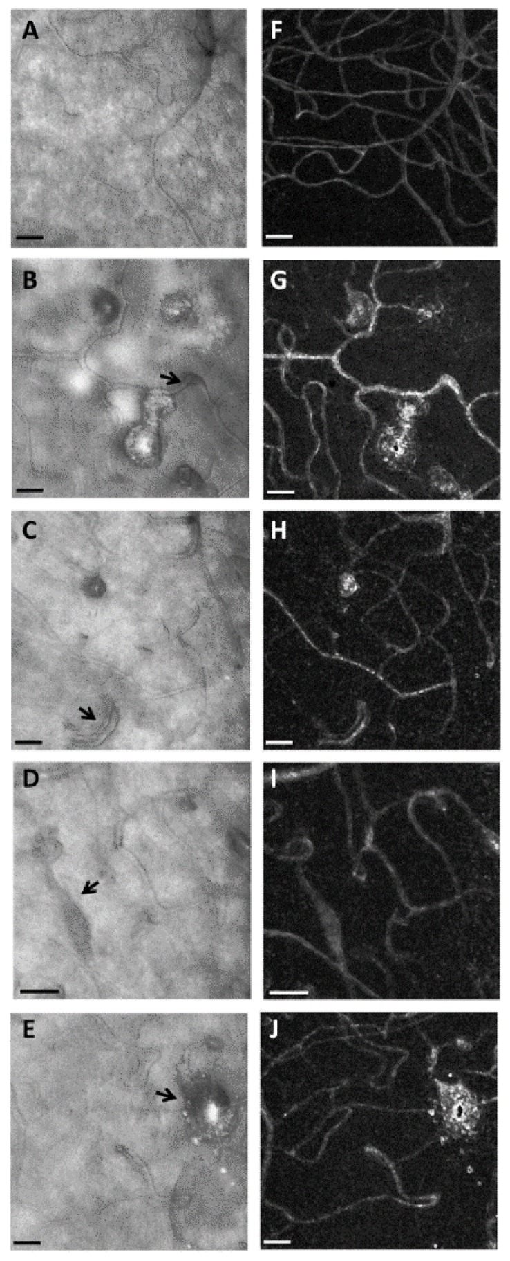 Fig. 5