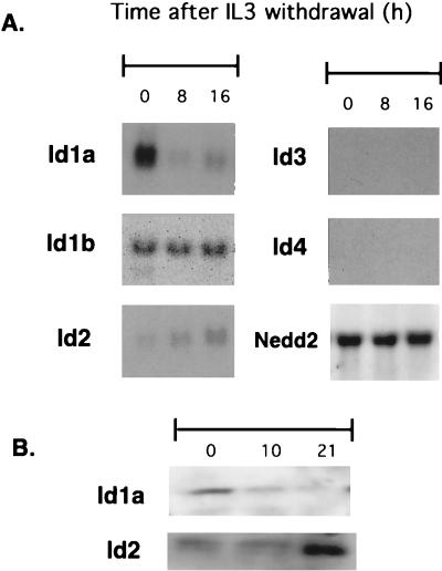FIG. 1
