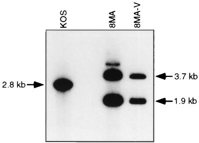 FIG. 6