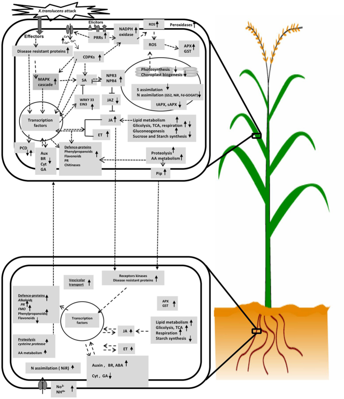 Figure 6