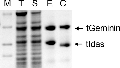 FIGURE 1.